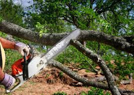 Best Tree Risk Assessment  in Lillian, AL