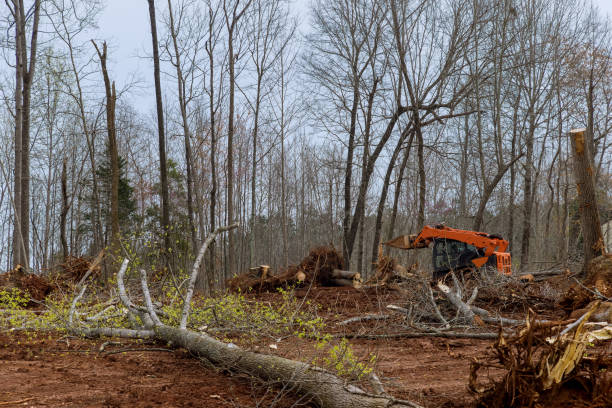 Best Tree Trimming and Pruning  in Lillian, AL